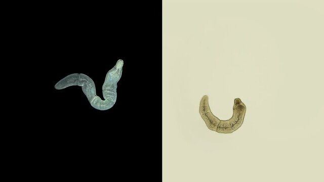Nemertea worm under a microscope, supertype Spiralia, specimen with a sticky proboscis with venom, found in the Barents Sea