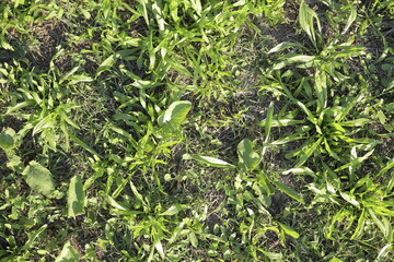 spontaneous green field texture