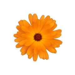 The opened flower of the calendula plant.