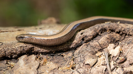 Vorderkörper einer Blindschleiche in der Seitenansicht auf Totholz
