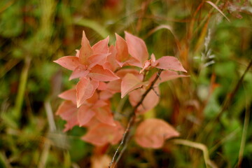 Autumn landscape with red leaves.
