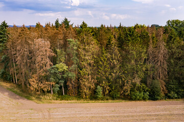 Luftbild von kranken Bäumen im deutschen Wald als Auswirkung der andauernden Trockenheit