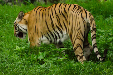 Tiger walking away in in a forest in evening