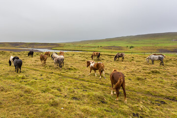 Fototapeta na wymiar Icelandic horses grazing on natural pasture, Iceland.