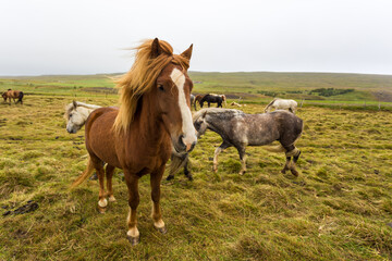 Naklejka na ściany i meble Icelandic horses grazing on natural pasture, Iceland.