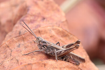 Close up grey-brown grasshopper sitting on dry brown leaf
