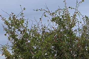 Schwanzmeise (Aegithalos caudatus europaeus) auf Weißdorn (Crataegus)