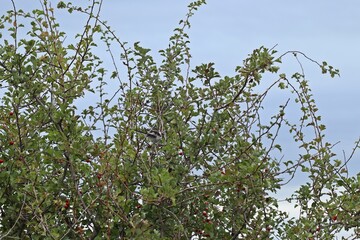 Schwanzmeise (Aegithalos caudatus europaeus) auf Weißdorn (Crataegus)
