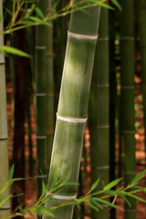 Bamboo under The Natural Light