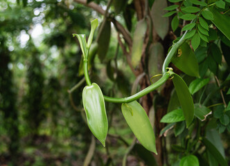 Vanilla plants growing at vanilla plantation. tropical Agriculture, spices industry