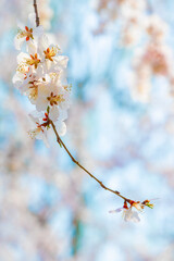 The Summer Palace landscape of Beijing in early spring
