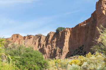 Fototapeta premium Abundant vegetation in a river area in southern Spain