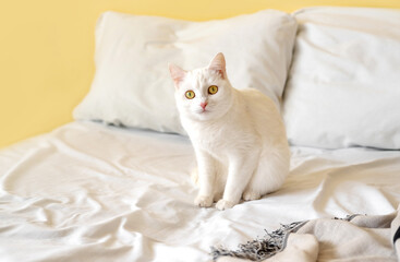 Close up view of white shorthair cat resting on bed.