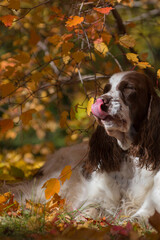 Tongue-licking dog in autumn