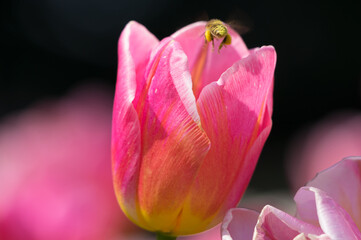 Obraz na płótnie Canvas Tulips in full bloom in early spring