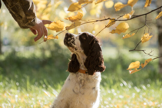 Obedient Springer Spaniel in Autumn