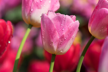 Tulips in full bloom in early spring