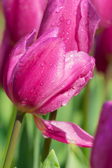 Tulips in full bloom in early spring