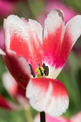 Tulips in full bloom in early spring