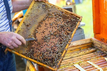 Honey bees on a hive cluster