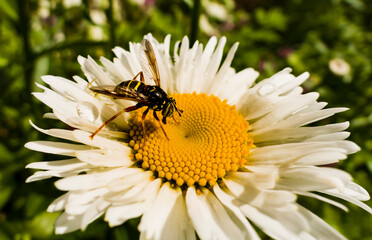 wasp on the white flower in sunny day