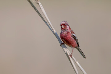 ベニマシコ 野鳥