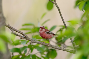 ベニマシコ 野鳥