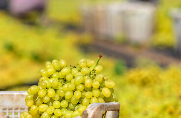 Spread the sultani grape under the sun for drying