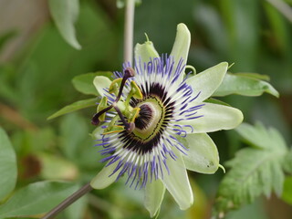 schöne Passionsblüte zeigt ihre ganze Schönheit