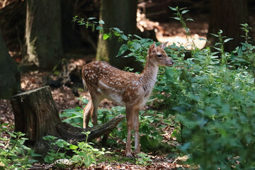 Roe deer fawn in the forest. Cute little Bambi in the woods.