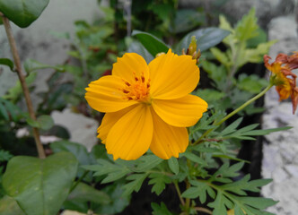 yellow flower in the garden