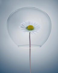 flower on glass bubble without oxygen is chokeing