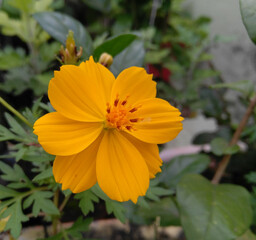orange flower in the garden
