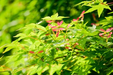 若い緑色の葉とよくマッチしたモミジの花