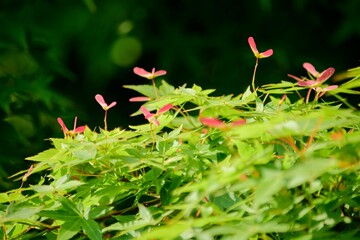若い緑色の葉とよくマッチしたモミジの花