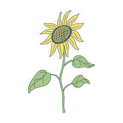 Sunflower on a long stem with leaves in flat style with lines.  Hand drawn vector illustration isolated on white background. Green and yellow colors. 
