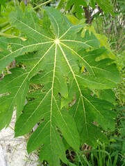 green leaf background