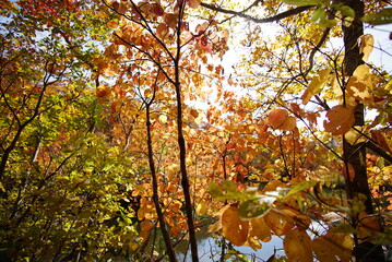 Autumn landscape. Autumn is a wonderful time of the year, with beautiful colors and a peaceful atmosphere around, Japan