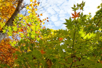 Autumn landscape. Autumn is a wonderful time of the year, with beautiful colors and a peaceful atmosphere around, Japan
