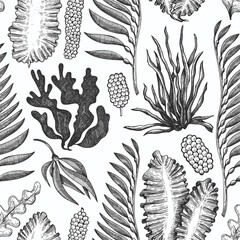 Seaweed seamless pattern. Hand drawn vector seaweeds illustration. Engraved style sea food banner. Vintage sea plants background © lubovchipurko