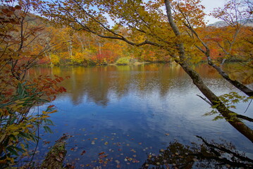 Autumn landscape. Autumn is a wonderful time of the year, with beautiful colors and a peaceful atmosphere around, Japan