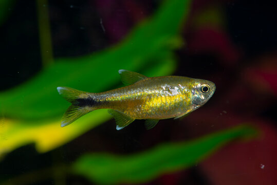 Aquaroum fish. Female. Silvertip tetra (Hasemania nana) is a species of characid freshwater fish native to streams and creeks in the São Francisco basin in Brazil, but frequently kept in aquariums