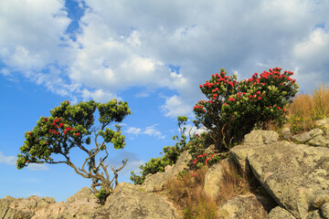 Young New Zealand pohutukawa trees with red summer blossoms, growing in a coastal rock crag