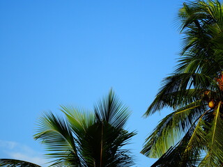 Coconut tree as object in blue sky background wallpaper