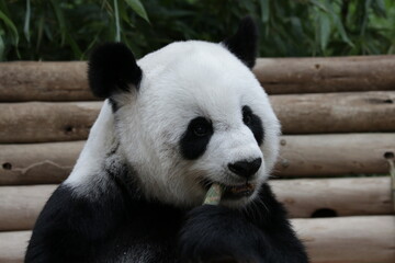 Obraz na płótnie Canvas Fluffy Giant Panda Eating Bamboo Shoot, Thailand