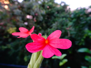 Pink colored beautiful flowers with background