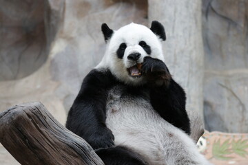 Obraz premium Fluffy Giant Panda Eating Bamboo Shoot, Thailand