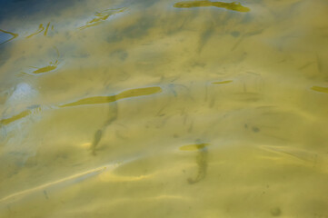 close-up - the water surface of the river with small waves and fry floating under water