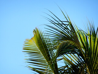 Coconut tree as object in blue sky background wallpaper