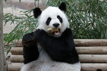 Obraz na płótnie Canvas Cute Panda is Chewing Bamboo , Chiangmai Zoo, Thailand